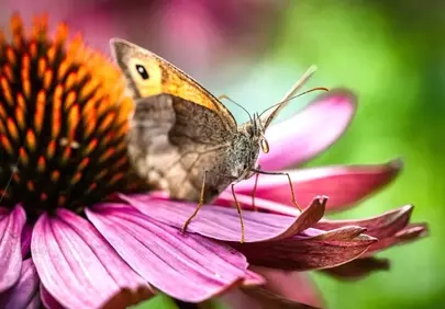 Vibrant Butterfly Perched on a Purple Summer Flower