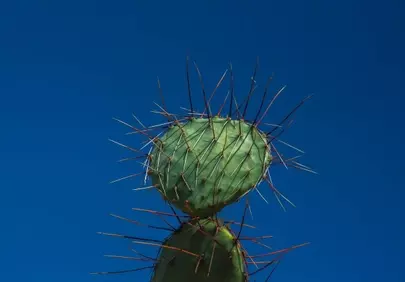 Vibrant Cactus Spines Against Azure Sky