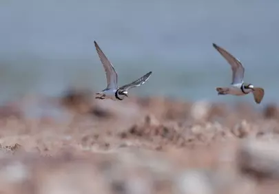 Graceful Flight: Shorebirds Soaring Over Sandy Beach