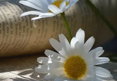Serene Daisies on Vintage Book: A Perfect Blend of Nature and Knowledge