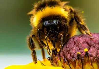 Buzzing Beauty: Bumblebee Pollinating a Vibrant Flower