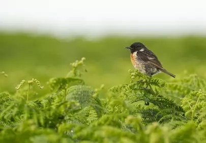 Alert Stonechat Perched on Vibrant Ferns