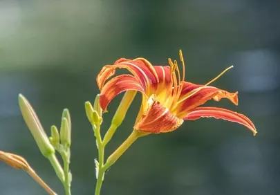 Vibrant Daylily Bloom: A Summer Garden Gem