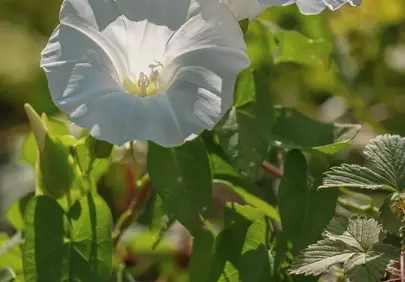 Charming White Bindweed Blooming Under Summer Sun