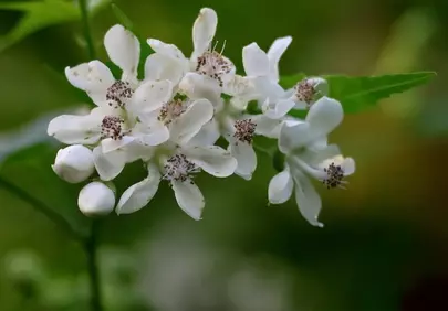 Delicate White Blooms: Spring's Gentle Embrace