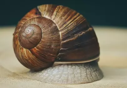 Intricate Macro: Detailed Snail Shell Texture
