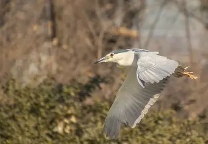 Graceful Night Heron in Flight: Majestic Avian Hunter