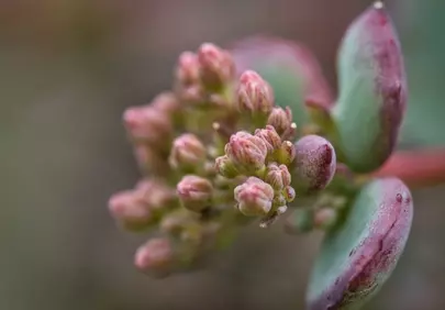 Vibrant Succulent Buds: Nature's Delicate Pink Beginnings