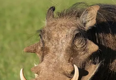 Majestic Warthog: Iconic African Wildlife in its Natural Habitat