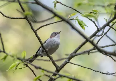 Alert Songbird: Vibrant Spring Forest View