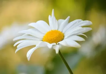 Stunning Daisy Close-up: Perfect Spring Background