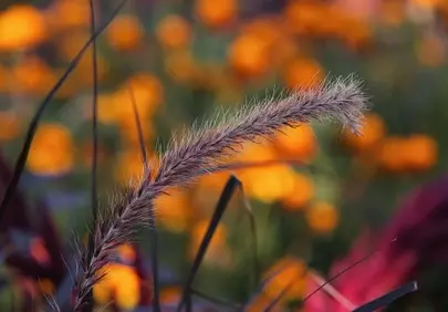 Vibrant Autumn Macro: Fluffy Grass Against Blurry Orange Blooms
