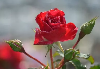 Vibrant Red Rose Adorned with Morning Dewdrops