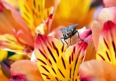 Vibrant Floral Bloom: A Fly's Colorful Perch