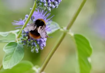 Vibrant Phacelia: Bumblebee's Delicate Pollination Work
