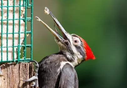 Vibrant Woodpecker Feeding: A Striking Nature Moment