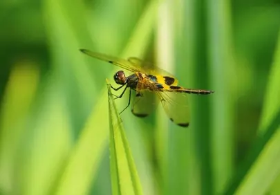 Vibrant Summer Dragonfly: A Macro Nature's Gem