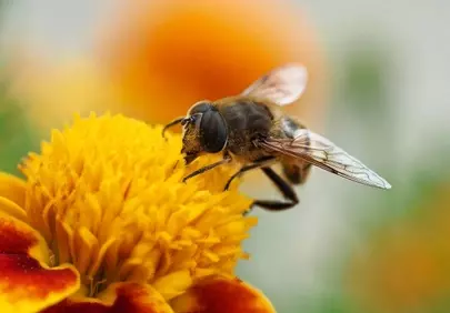 Vibrant Macro: Hoverfly on Blooming Marigold