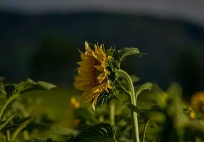 Vibrant Solitary Sunflower: A Summer Countryside Beauty