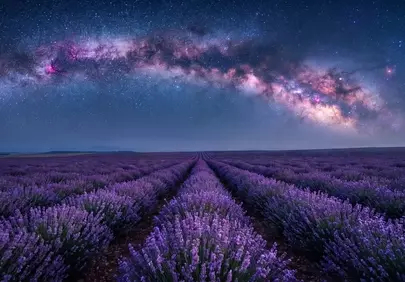 Celestial Lavender Fields: A Galactic Dreamscape Unveiled