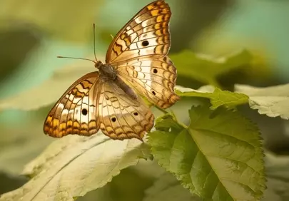 Stunning White Peacock Butterfly: Nature's Delicate Masterpiece