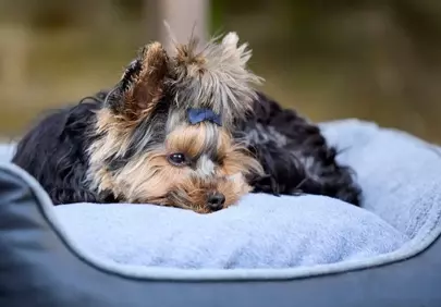 Adorable Yorkshire Terrier Puppy Relaxing in Cozy Bed
