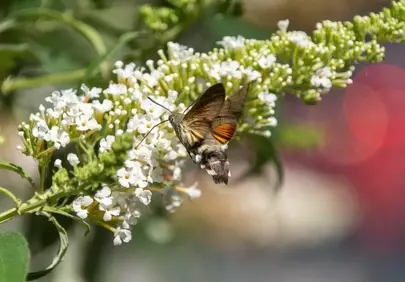 Vibrant Hovering: Hummingbird Hawk-Moth on White Butterfly Bush