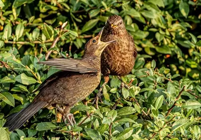 Tender Spring: A Mother Bird Feeds Her Eager Chick