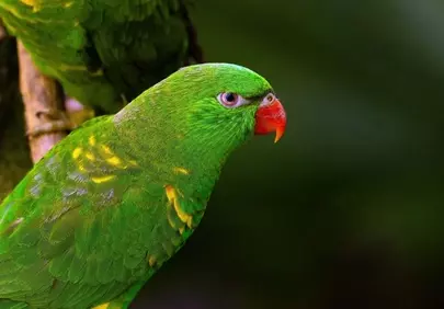 Vibrant Green Lorikeet: A Glimpse of Australian Wildlife