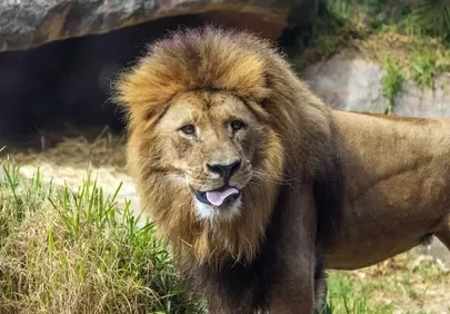 Majestic African Lion Portrait: King of the Savannah