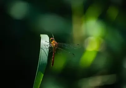 Vibrant Dragonfly Perched on Green Reed in Nature's Embrace