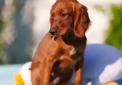 Adorable Irish Setter Puppy: Summer Family Fun