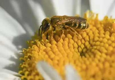Stunning Macro: Bee Pollinating White Daisy in Summer