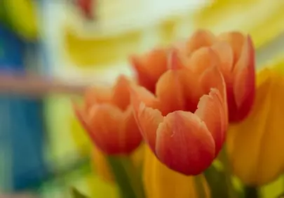 Vibrant Spring Bloom: Delicate Red and Yellow Tulips