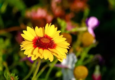 Vibrant Summer Bloom: Dazzling Yellow and Red Blanket Flower