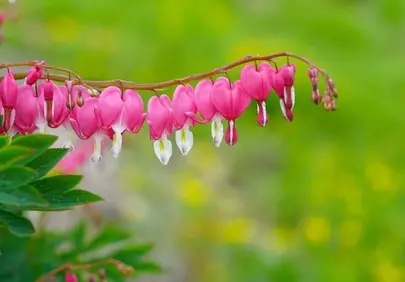 Vibrant Bleeding Hearts: Delicate Pink Blooms in Spring Garden