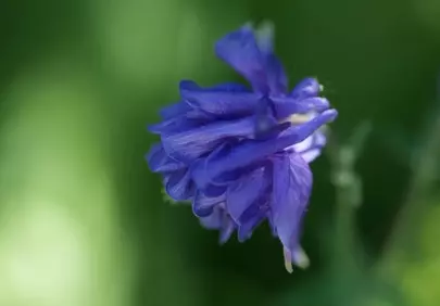 Vibrant Purple Columbine Blooming in Spring Garden