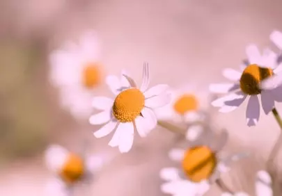 Delicate Daisies: Soft Focus Summer Blooms