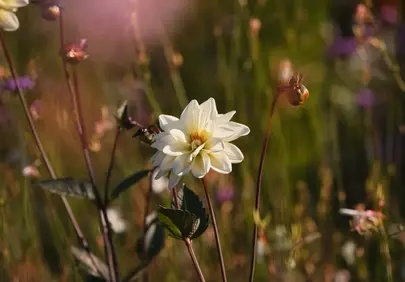 Stunning White Dahlia Blooming in Summer Garden