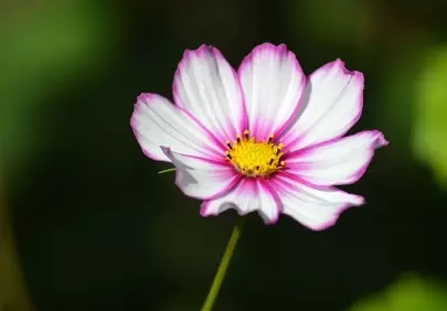 Vibrant Cosmos: Delicate Pink and White Petals in Bloom