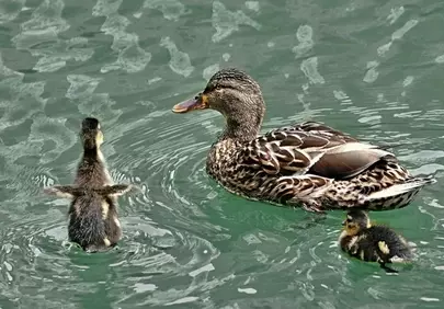 Charming Duck Family: A Serene Nature Moment