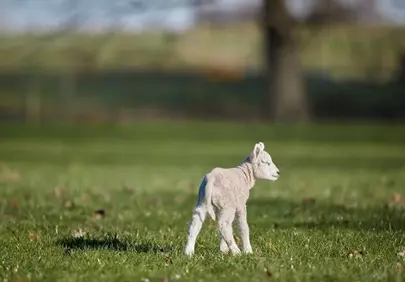 Adorable Lamb's First Steps in a Sunny Spring Meadow