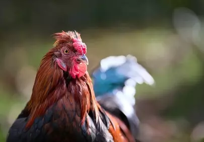 Vibrant Rooster Portrait: Nature's Colorful Farm Bird