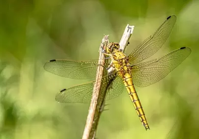 Golden Dragonfly: Stunning Macro Nature Background