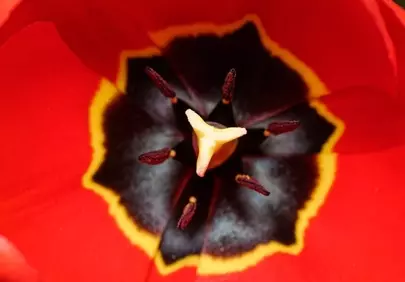 Vibrant Red Tulip Macro: Nature's Intricate Heart