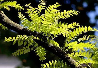 Vibrant Spring: Fresh Honey Locust Leaves Bask in Sunlight