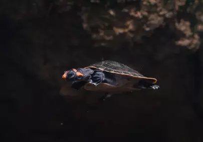 Serene Underwater Gliding: Captivating Turtle HD Wallpaper