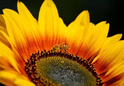 Vibrant Sunflower Macro: Bee Foraging Nectar