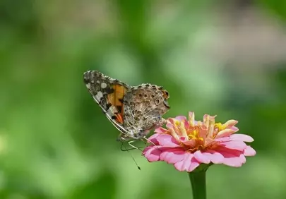 Vibrant Zinnia hosts a Beautiful Painted Lady Butterfly