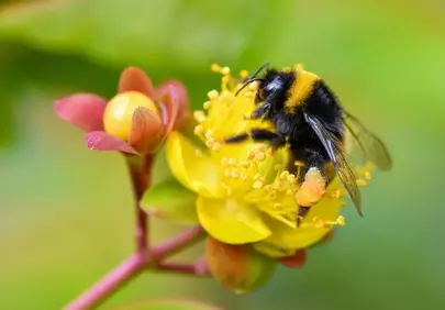 Vibrant Macro: Bumblebee Pollinating Yellow Summer Flower